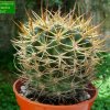 Eriosyce _curvispina _ssp.curvispina 'horridus' 01